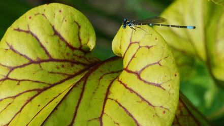 Nature animals leaves dragonfly wallpaper