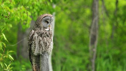 Nature birds summer owls wallpaper