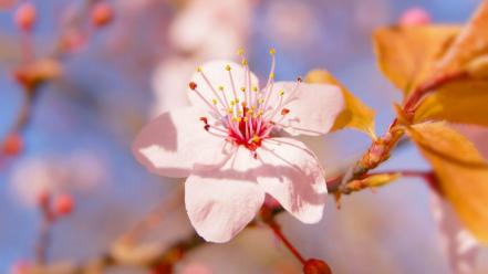 Nature cherry blossoms flowers plants pink wallpaper