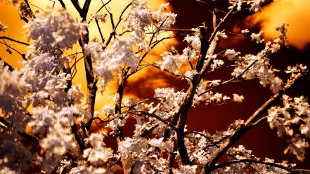 Nature trees infrared photography oak wallpaper