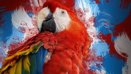 Red birds tropical parrots scarlet macaws wallpaper