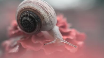 Snails wallpaper