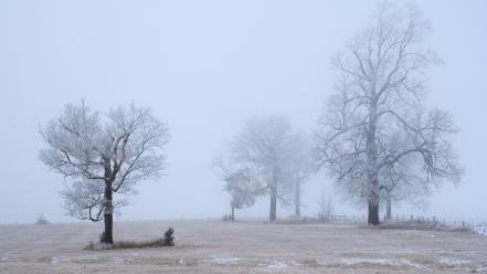 Snow trees fields fog mist usa minnesota wallpaper