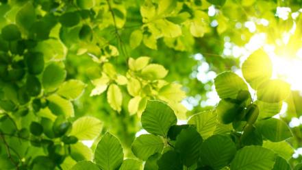 Sun bokeh depth of field green leaves wallpaper