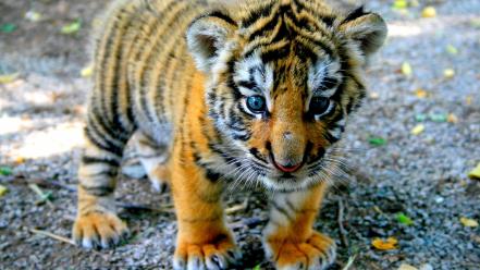 Tigers cubs baby animals wallpaper