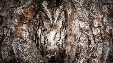 Trees owls camouflage wallpaper