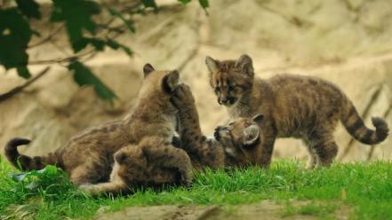 Animals cougars baby wallpaper