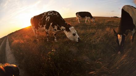 Animals cows fisheye effect wallpaper