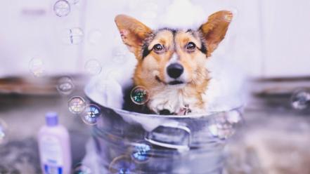 Animals dogs shampoo bubbles corgi pet bath wallpaper