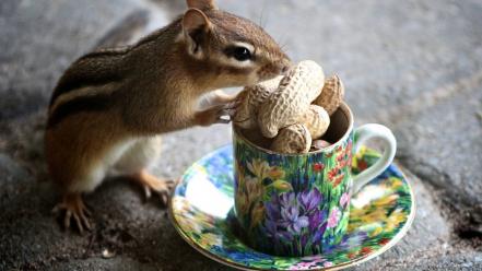Animals food cups peanuts chipmunks eating wallpaper