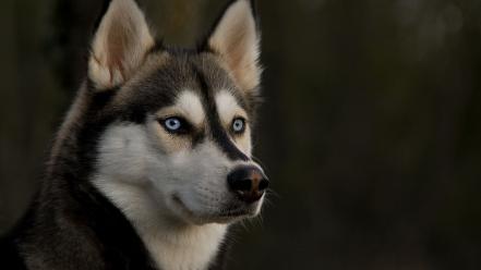 Animals husky wallpaper