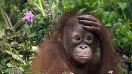 Animals malaysia baby orangutans wallpaper