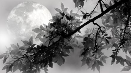 Dark moon darkness digital art full branches branch wallpaper