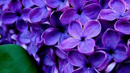 Flowers purple hydrangeas wallpaper