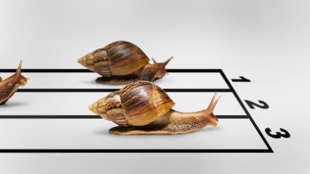 Funny snails races wallpaper