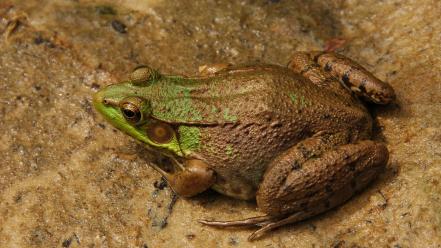 Green nature animals frogs amphibians wallpaper
