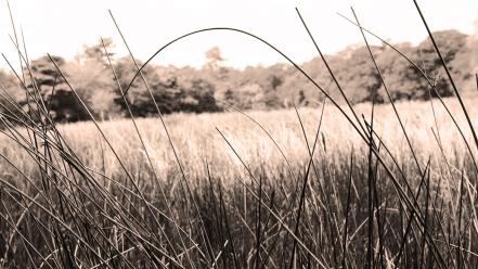 Landscapes minimalistic grass fields sepia countryside grassland wallpaper