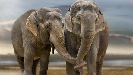 Nature animals elephants africa wild friendship wallpaper
