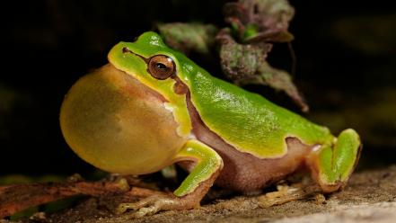 Nature animals frogs amphibians wallpaper