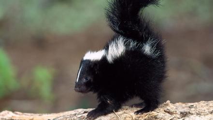 Nature animals skunks wallpaper