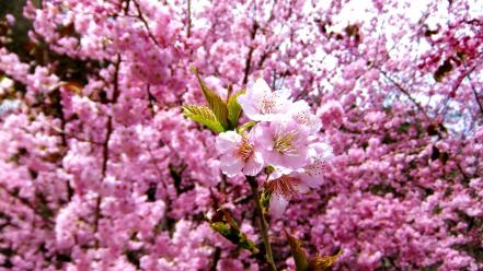 Nature cherry blossoms flowers spring pink wallpaper