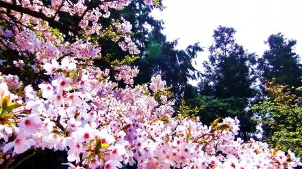 Nature cherry blossoms trees flowers spring pink wallpaper