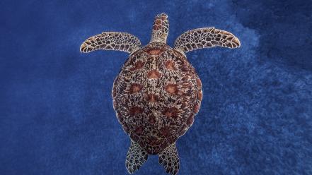 Nature turtles sea wallpaper