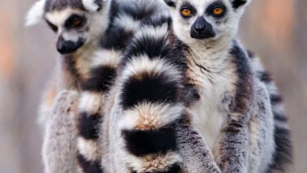 Nature white animals wildlife sitting lemur primate lemurs wallpaper