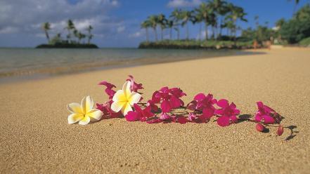 Sand flowers hawaii paradise oahu plumeria wallpaper