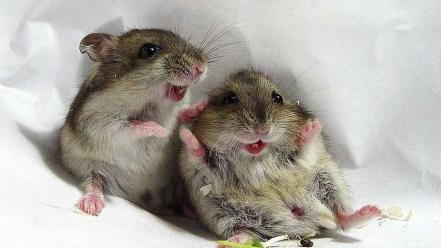 Animals hamsters wallpaper