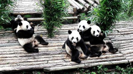 Animals panda bears wallpaper