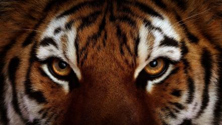 Animals tigers patterns yellow eyes faces wallpaper