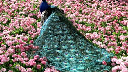 Birds feathers meadows pink flowers peacocks wallpaper