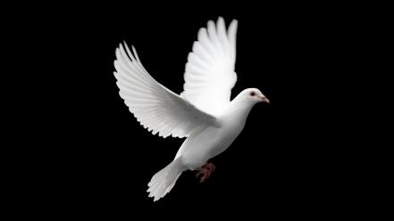 Birds peace dove wallpaper