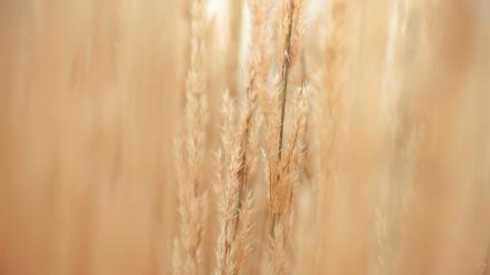 Depth of field stem warm colors smooth wallpaper