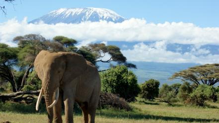 Elephants mount kilimanjaro wallpaper