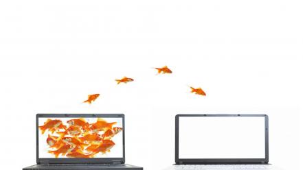 Funny jumping goldfish laptops white background screens wallpaper