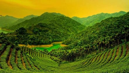 Green landscapes plantation bing wallpaper