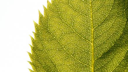 Green nature leaf leaves design digital art macro wallpaper