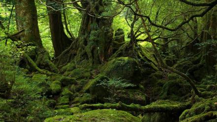 Green nature trees wood outdoors moss forest wallpaper