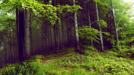 Green trees dark forests mysterious wallpaper