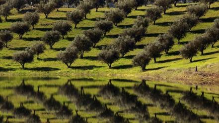 Landscapes trees portugal lakes reflections fruit wallpaper