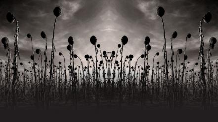 Monochrome album covers sunflowers dead can dance wallpaper