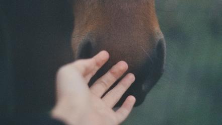 Nature animals hands horses body parts wallpaper