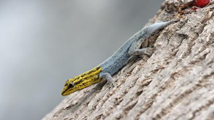 Nature animals lizards geckos reptiles wallpaper