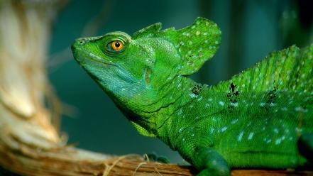 Nature animals lizards reptiles wallpaper