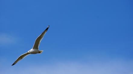 Nature birds seagulls white bird tern skies wallpaper