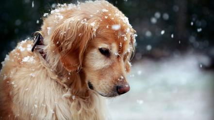 Nature snow animals dogs wallpaper