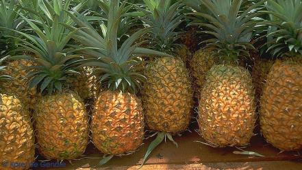 Pineapples fruits strong fresh vitamins wallpaper