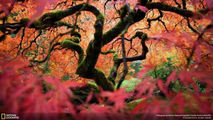 Trees leaves national geographic moss portland branches maple wallpaper